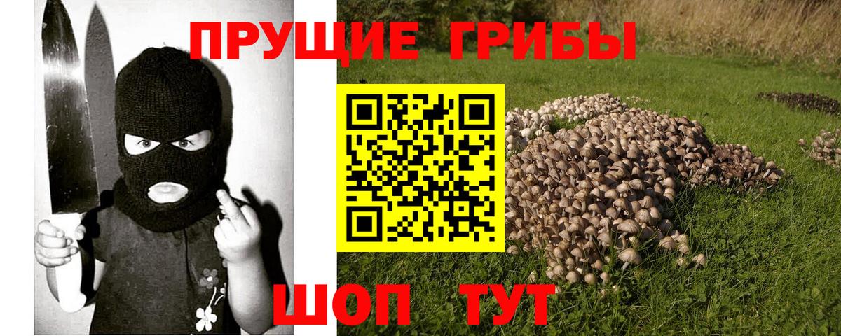 Псилоцибиновые грибы Psilocybe Стрежевой